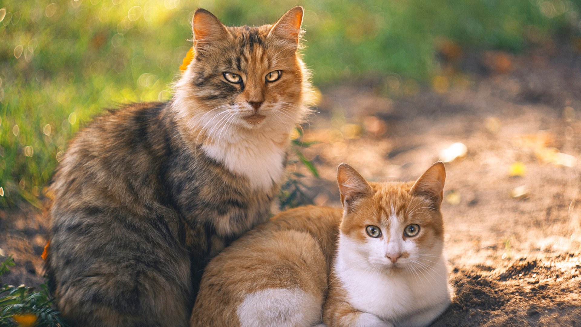 平民逆袭，阿隆索如何率索伯打破红牛统治的铁幕
