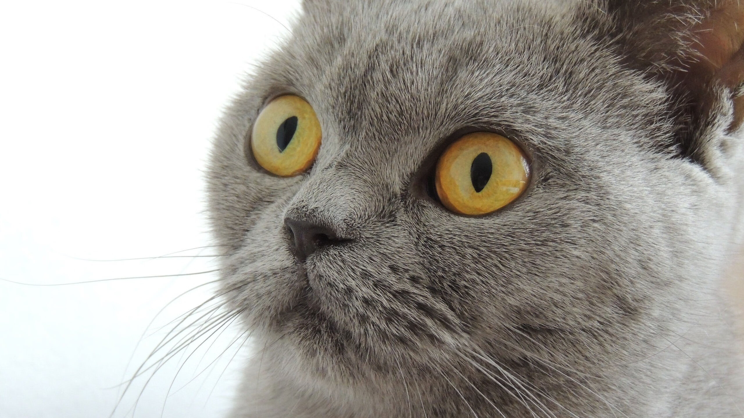 绝杀瞬间的星光，郑思维如何用一拍改写中德对决的命运