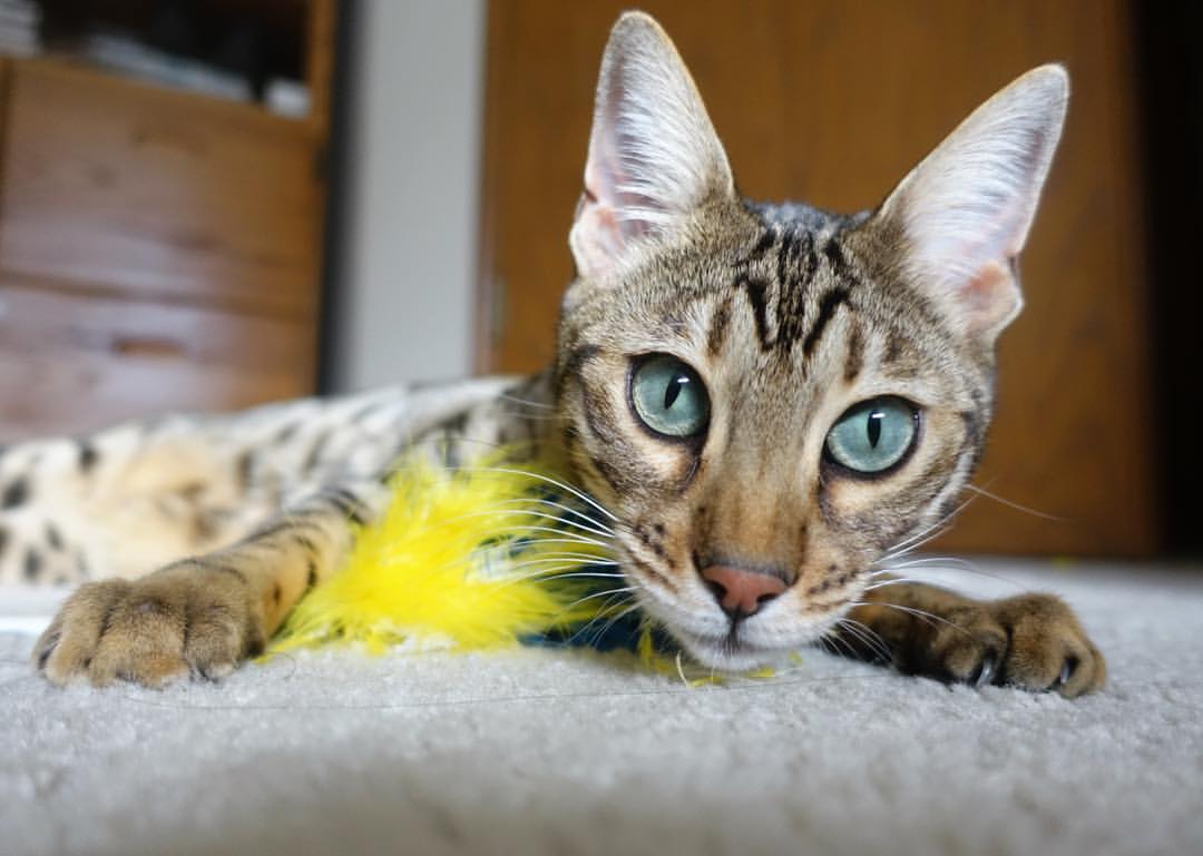 从半空坠落的点球,到刺穿北欧坚冰,坎特燃烧的非典型逆转