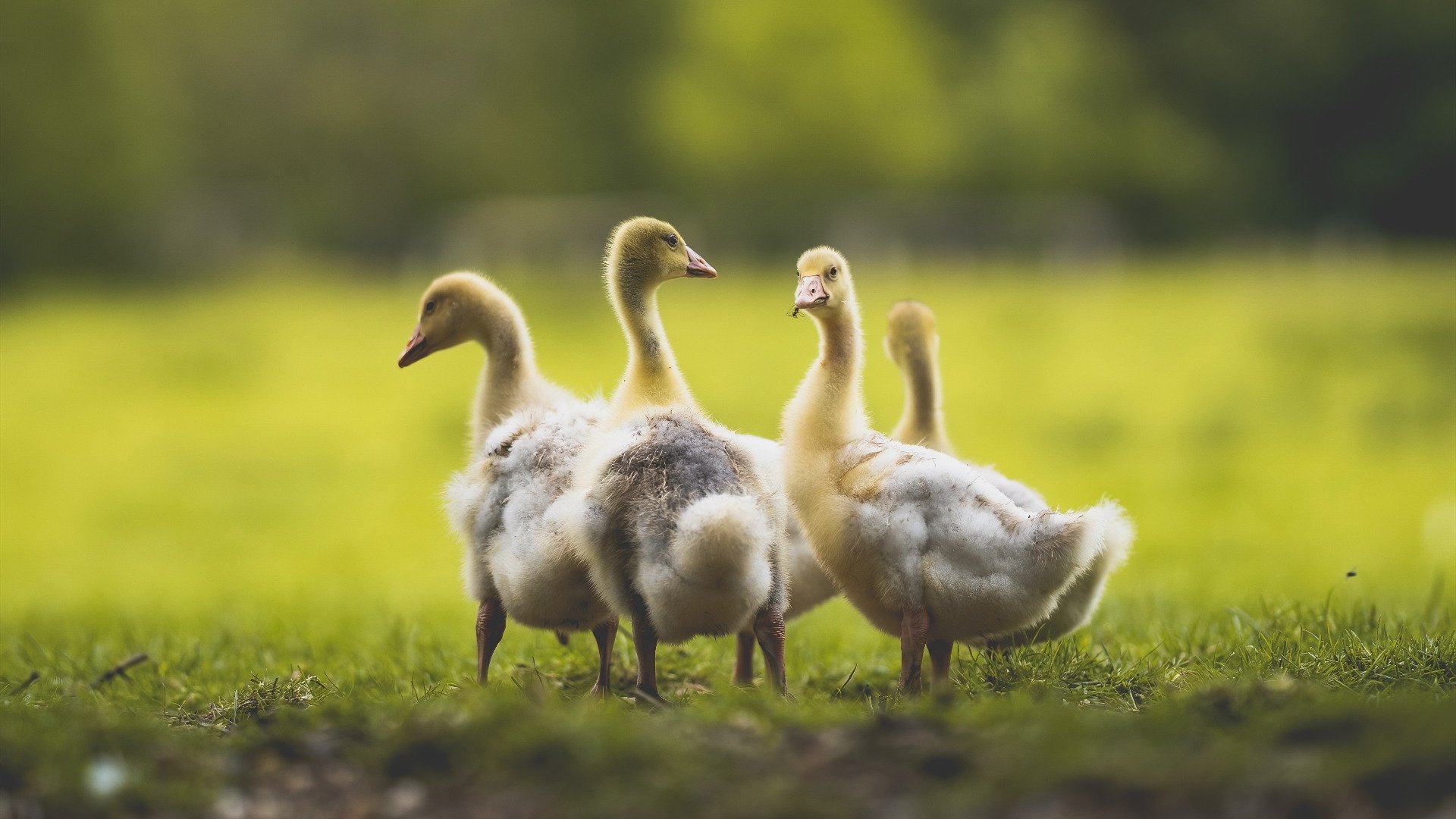 绝境弈局，王皓的世纪逆转与瑞典足球的救赎诗篇
