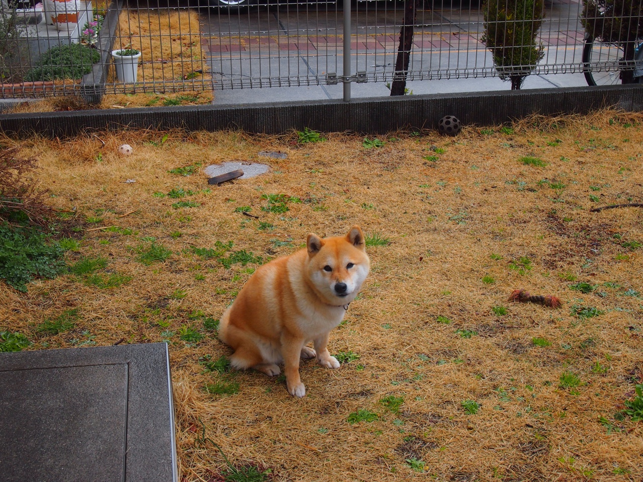 输掉一局，赢得全局，梅德韦杰夫如何从美网独狼蜕变为总决赛领袖？