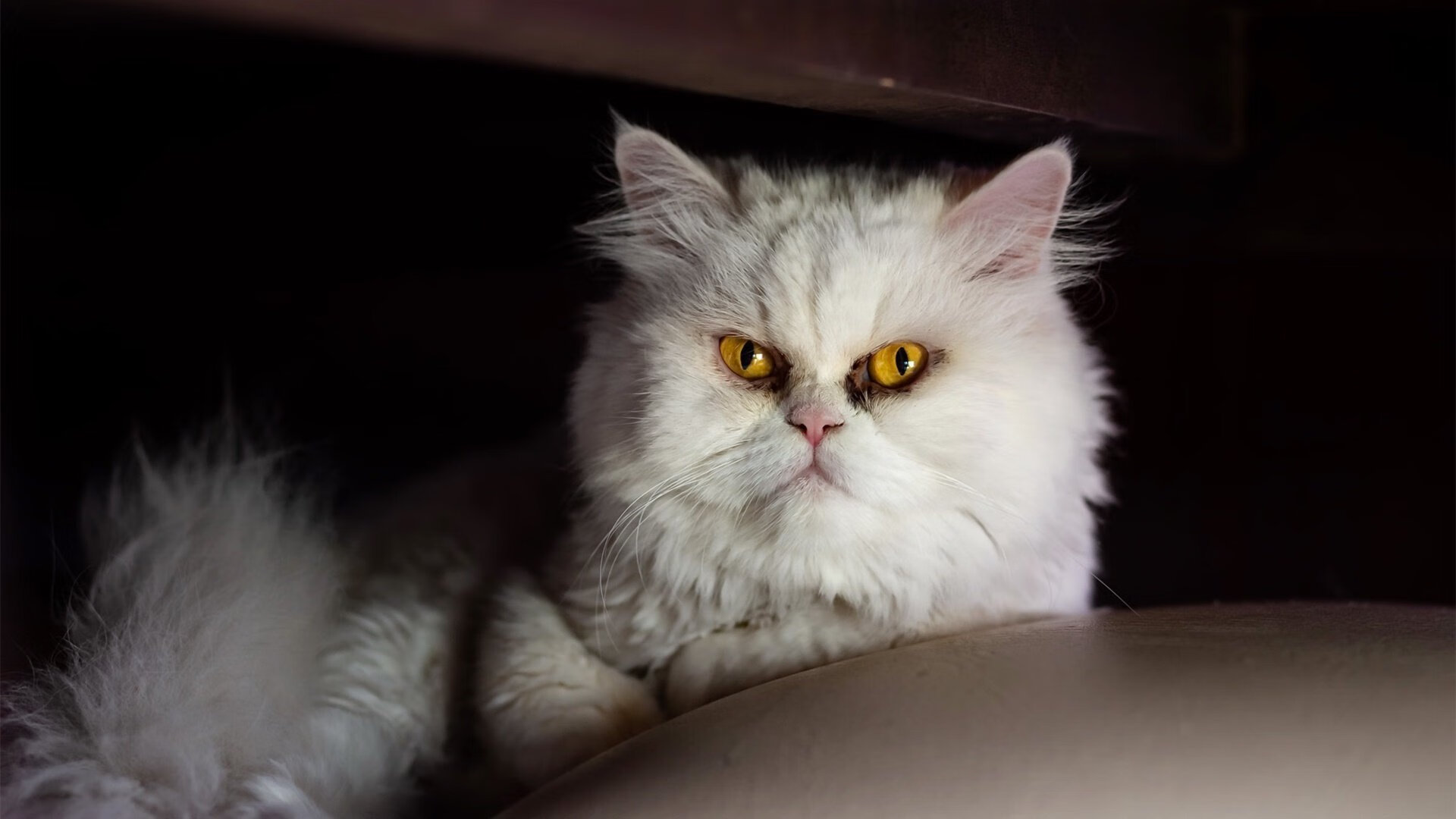 王座上的年轻人,从辽宁队到莫兰特,一场关于接管的时代叙事