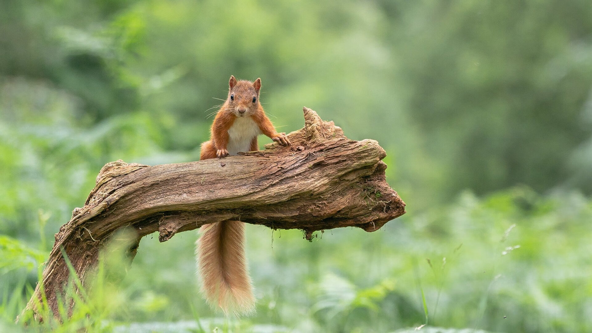 詹姆斯终成胜负手，掌控比赛的气场与传奇时刻