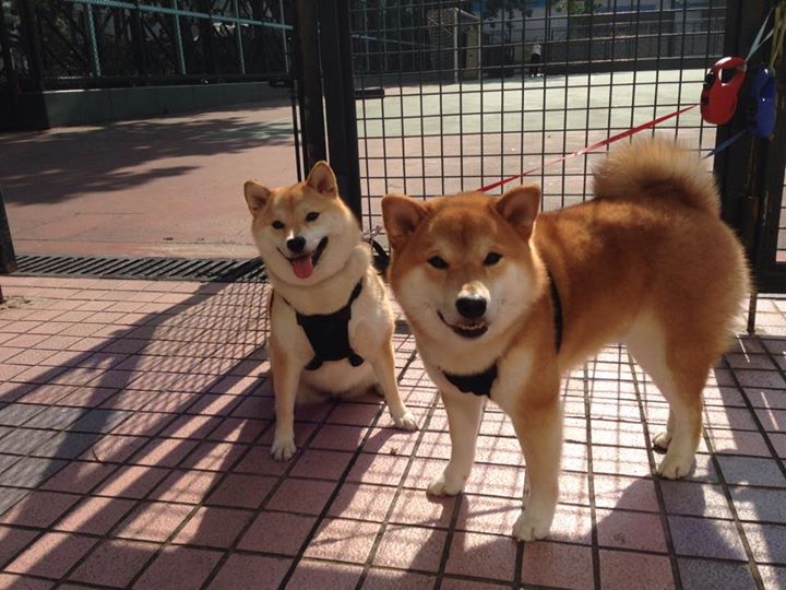 镰刀与剑，当杜兰特决定比赛时，马刺正被魔术终结