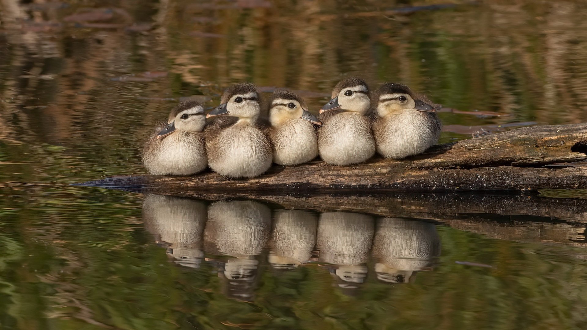 绿茵烽火映篮坛，独行侠以欧冠决赛级强度全面压制森林狼，谱写焦点战传奇