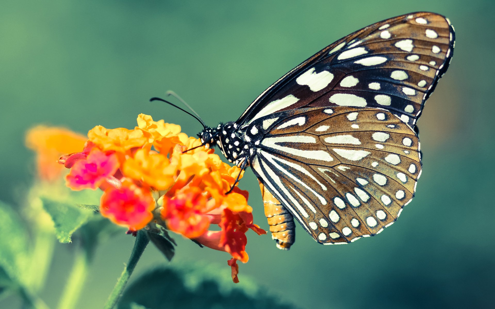 奥斯梅恩定乾坤，罗马巅峰对决力克多特蒙德