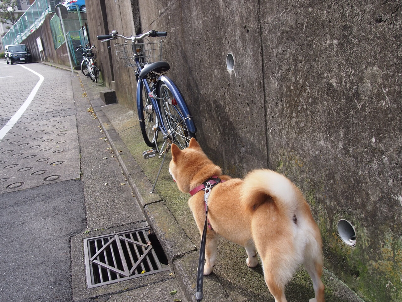 双重维度下的唯一性爆发，当摩洛哥改写非洲足球史，迪亚斯用个人表演重定义NBA季后赛