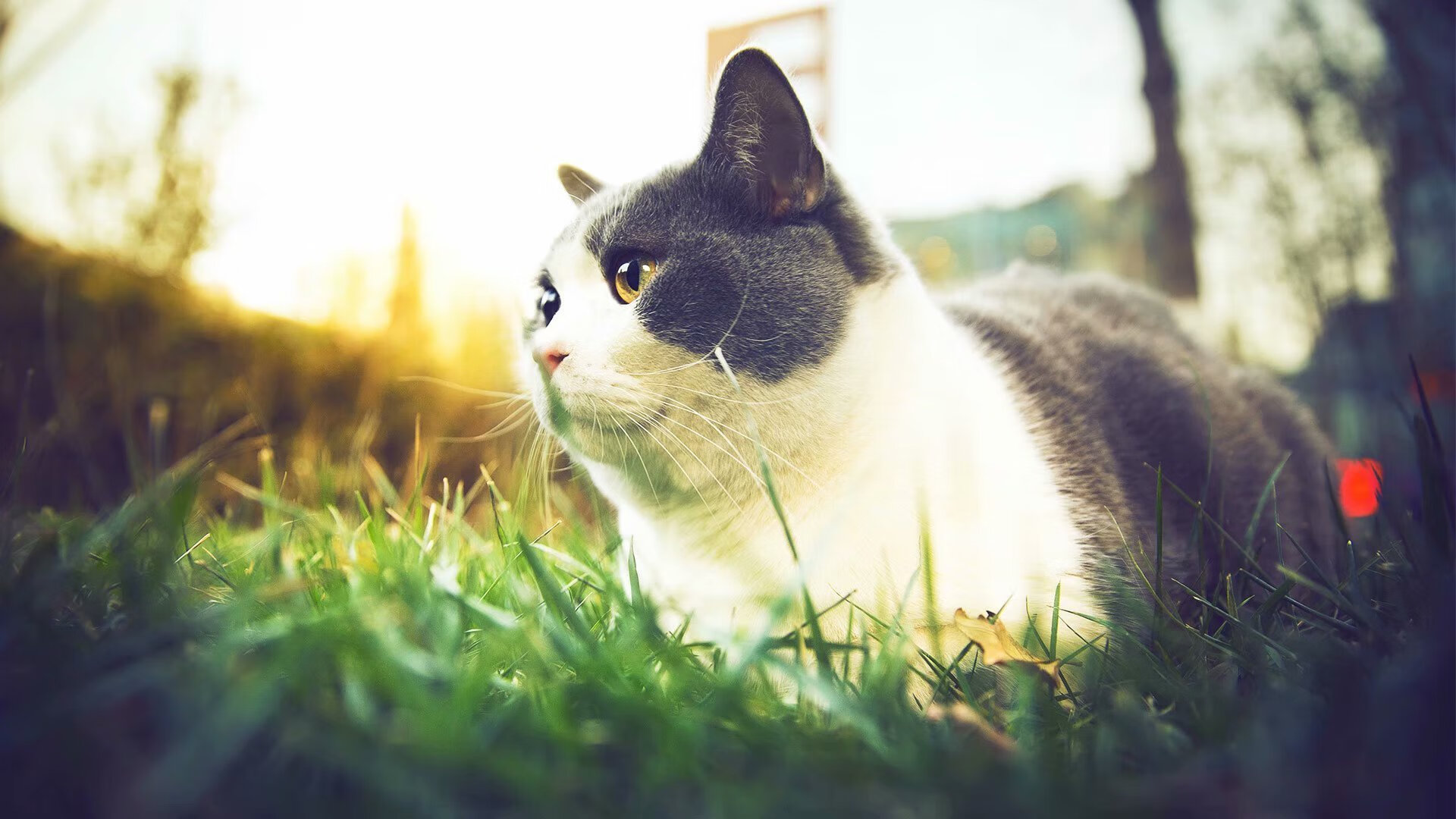 星光之下，冰人心脏，福克斯世界排名争夺战的关键回合一击