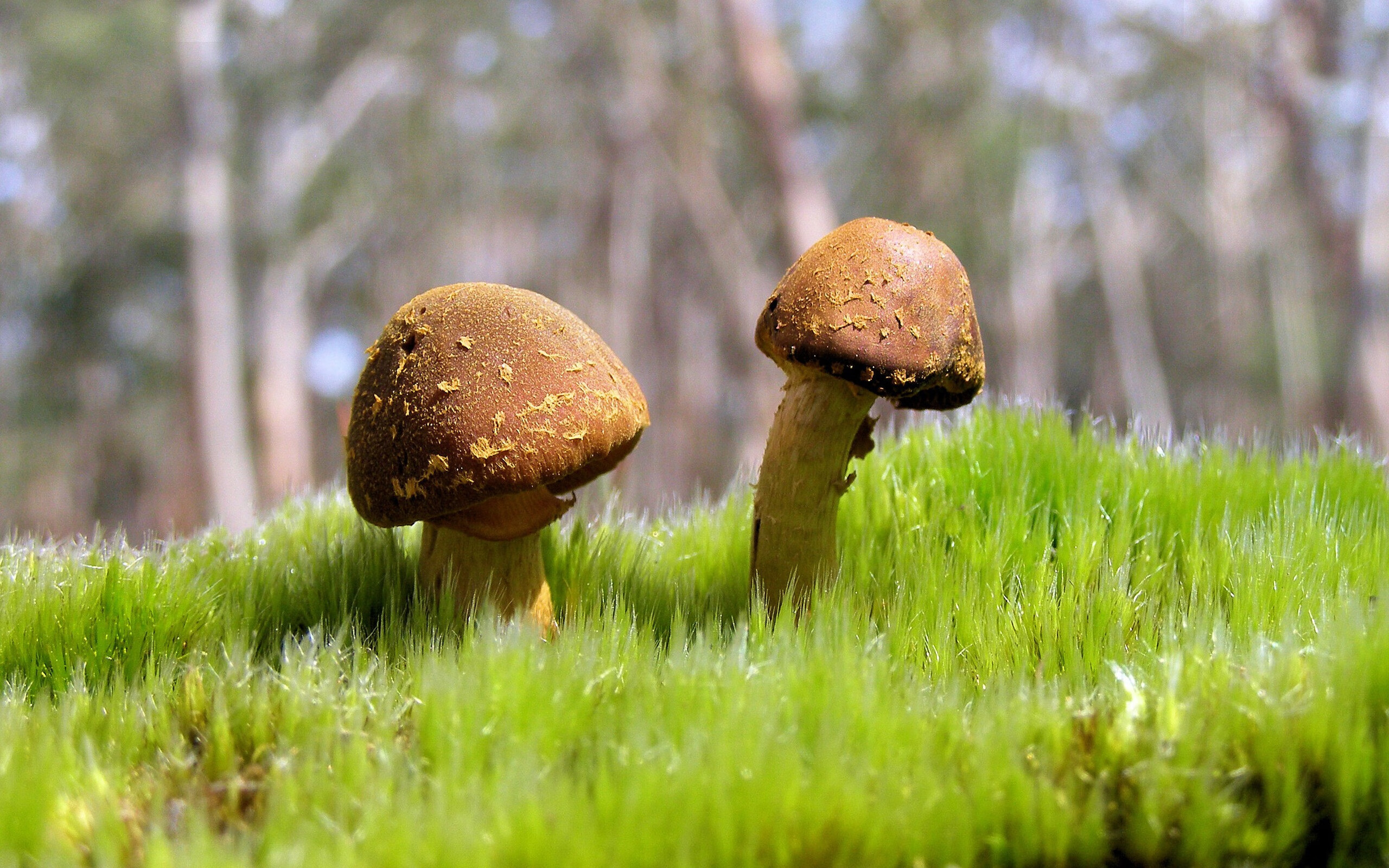 跨界王！绿茵场惊现詹姆斯式制胜一传