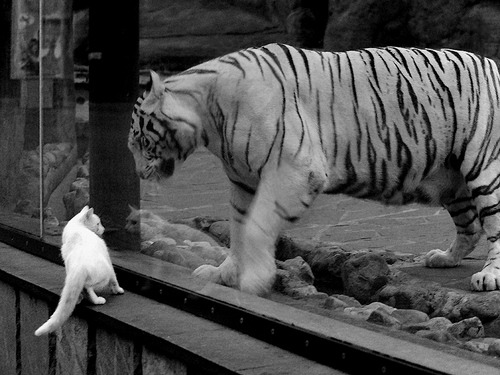 当定义完胜的比赛来临，穆勒如何为新西兰足球改写了剧本