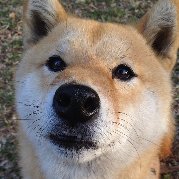 巨人的身影,与巨星的锋芒