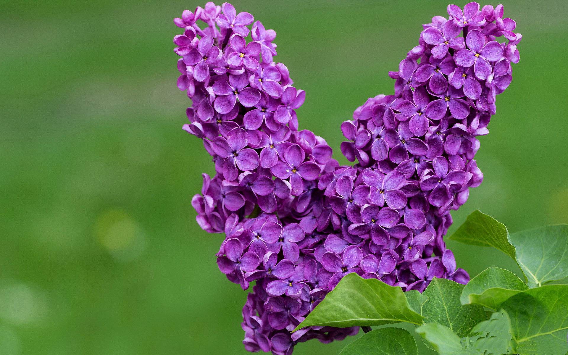 闪电与洪流，当拉什福德瞬间爆发，尼斯用法国盾打穿委内瑞拉