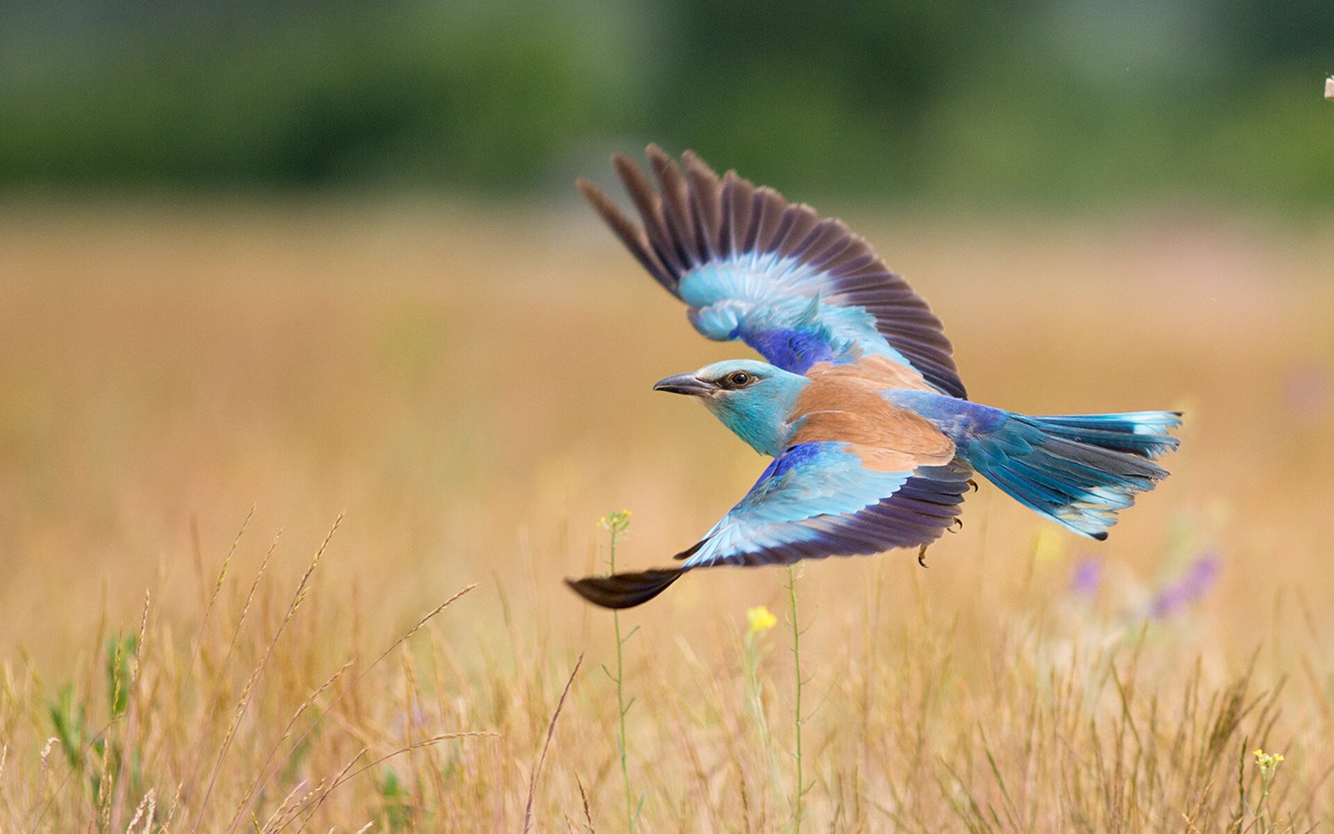 一个人的艺术，一支队的铁血，当节奏与强度定义系列赛