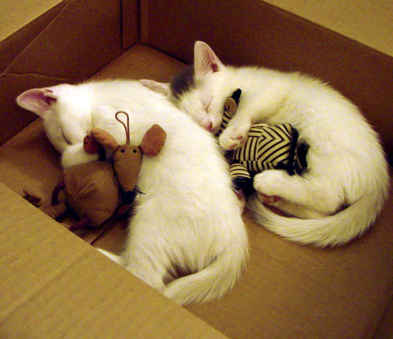 爱游戏入口-加勒比海的逆袭，罗德里爆发，洪都拉斯最后时刻击沉英格兰