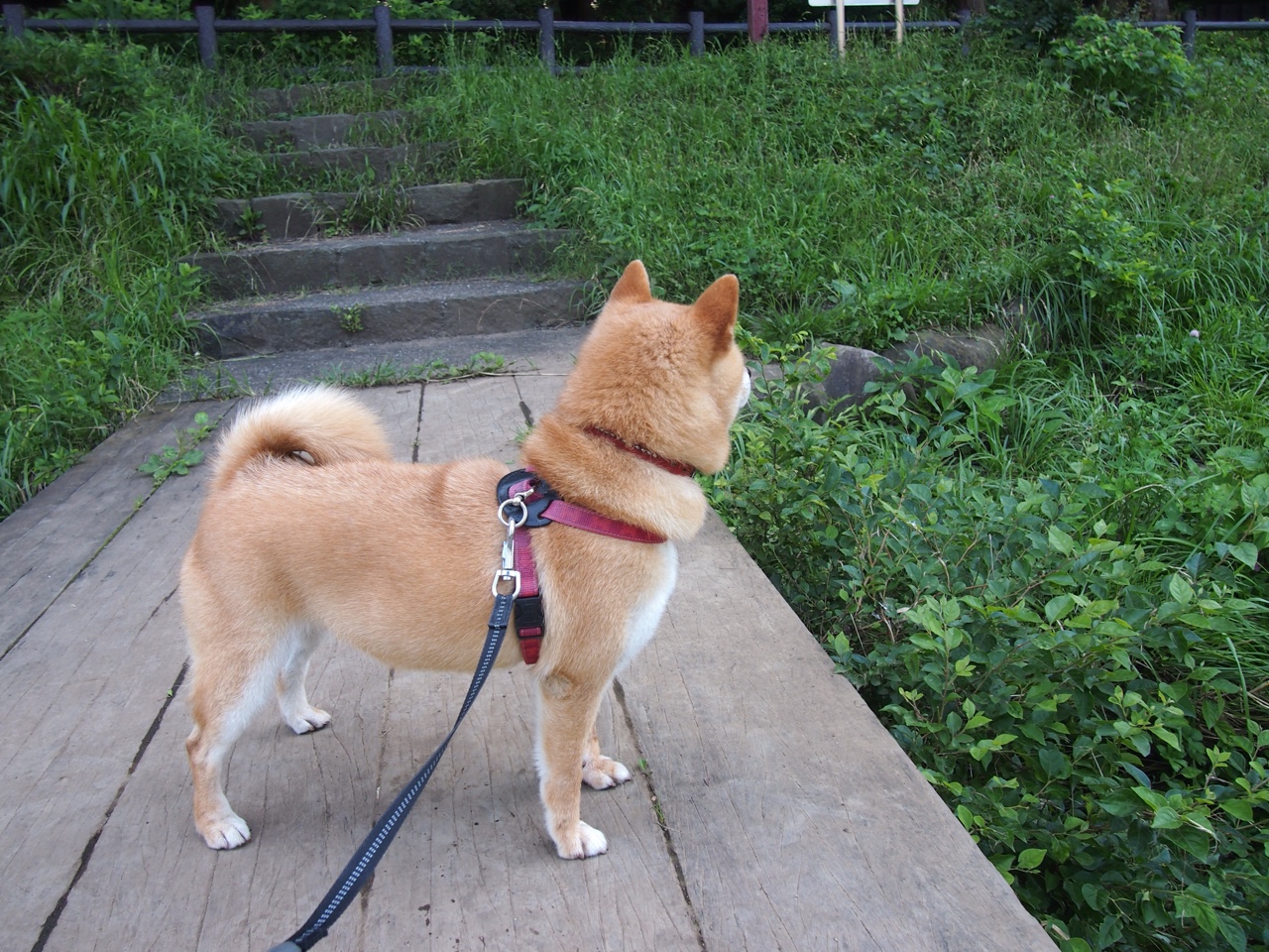 暗夜独舞，蒂亚戈在中场闪耀，拜仁巨人意外失蹄里昂