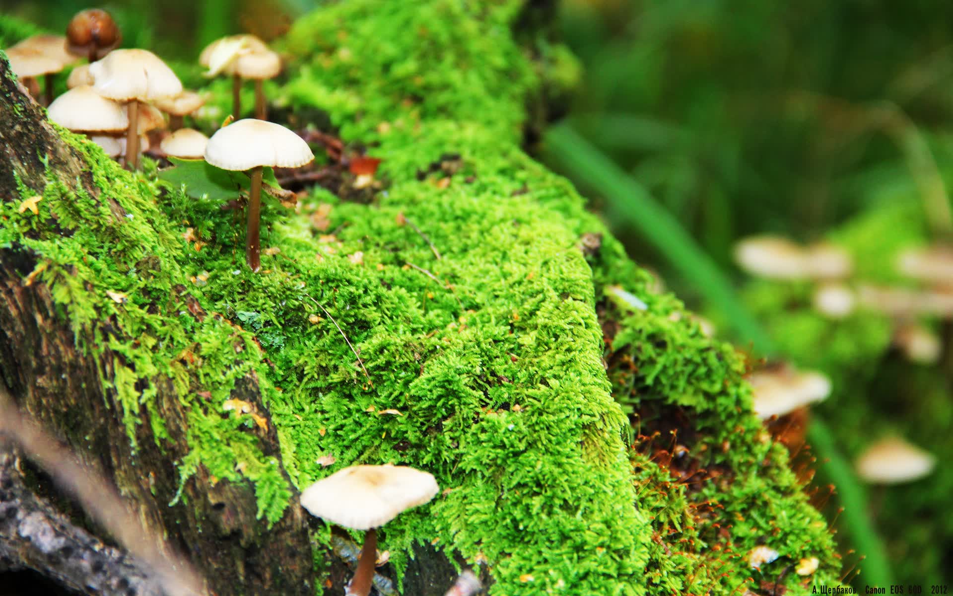 唯一的神谕，当德黑兰的祈祷穿透马拉卡纳的雨—记2026世界杯H组那场改写足球神学的不朽之夜